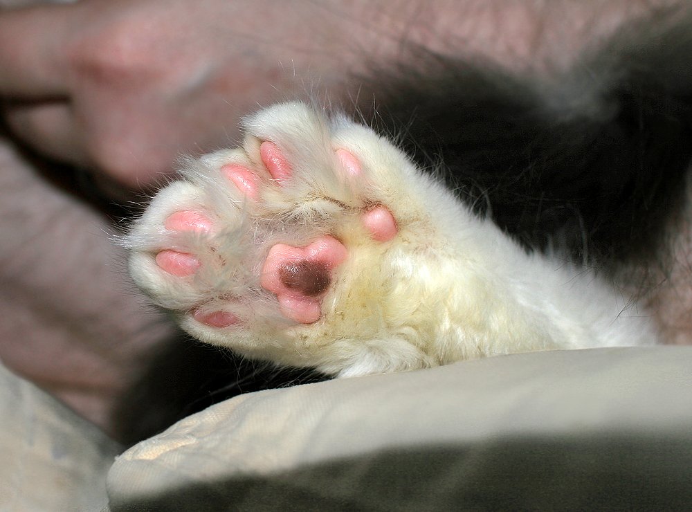 The “Helping Paw” During Every Task (image credits: wikimedia)