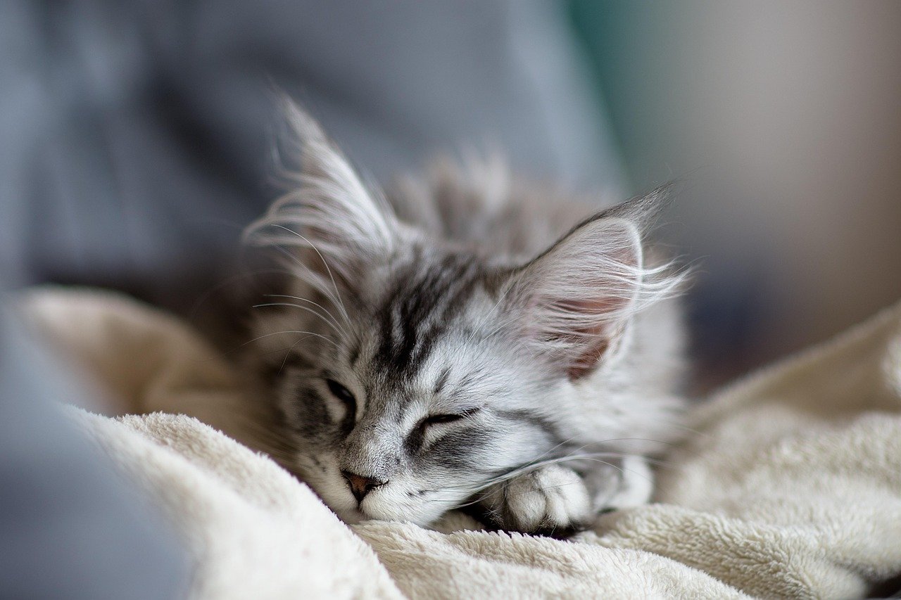 The Power of the Purr (image credits: pixabay)