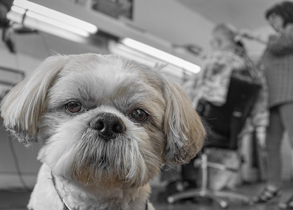 Gentle and Friendly Temperament (image credits: flickr)