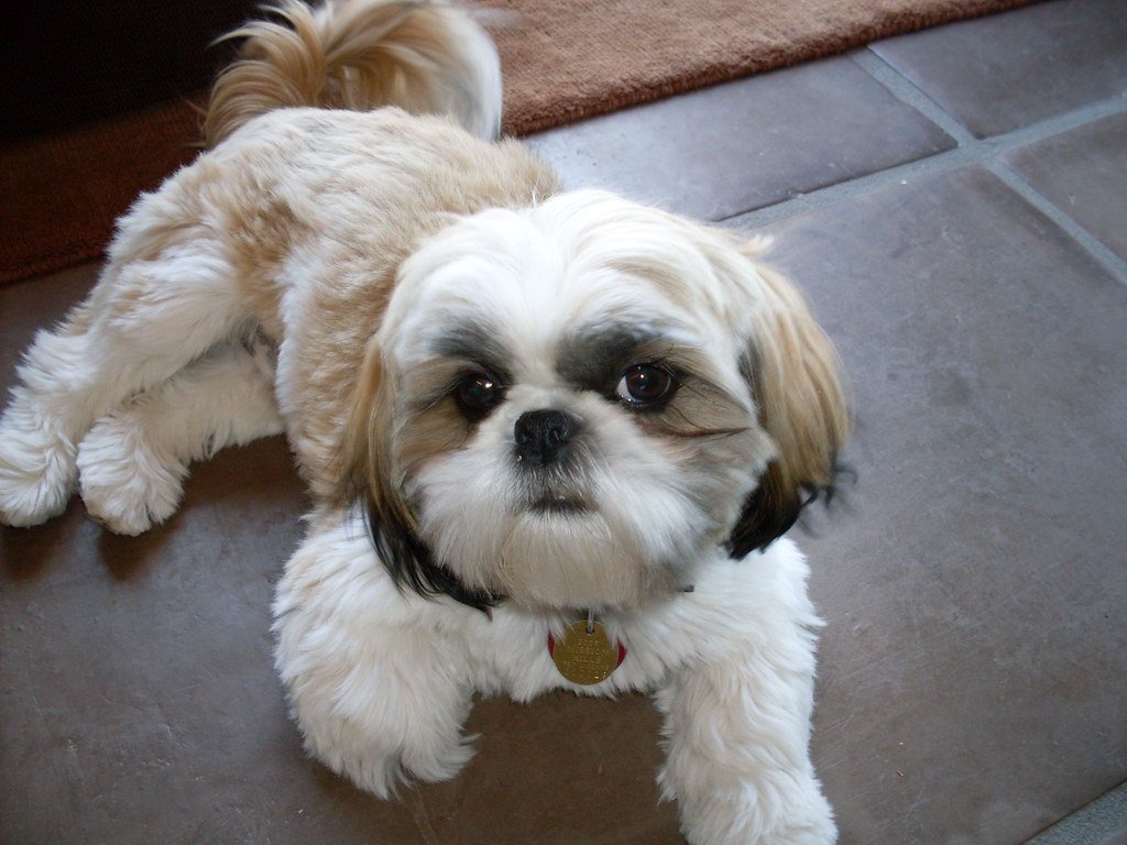 Low Barking Tendency (image credits: flickr)