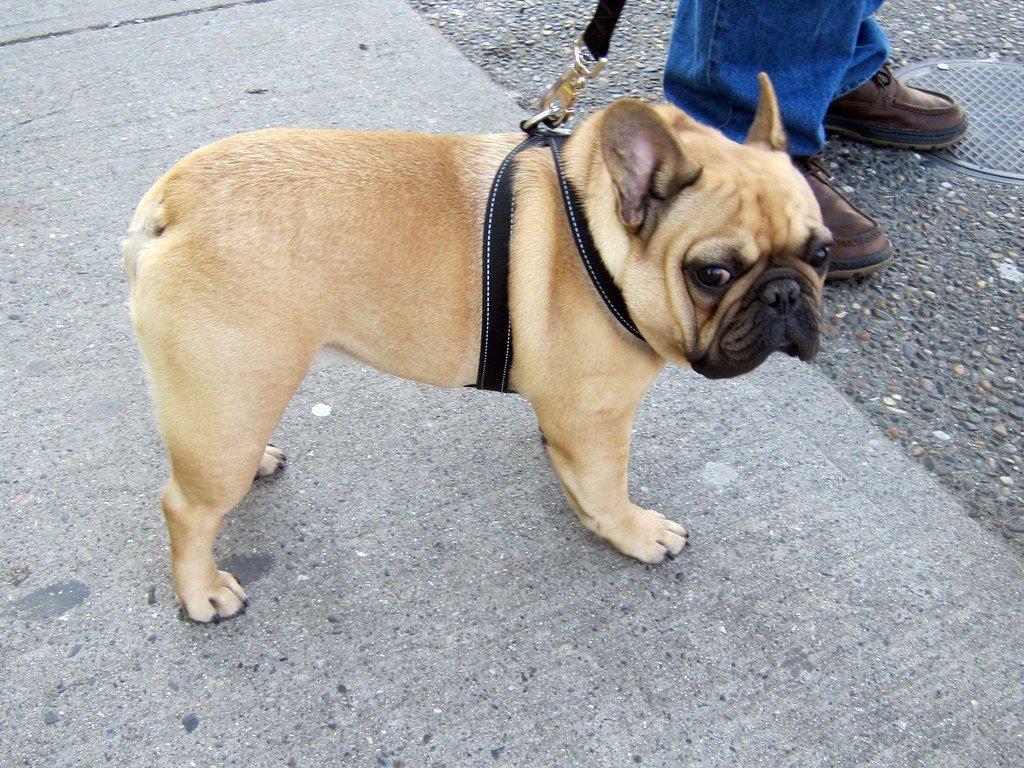 Perfect Size for City Living (image credits: flickr)