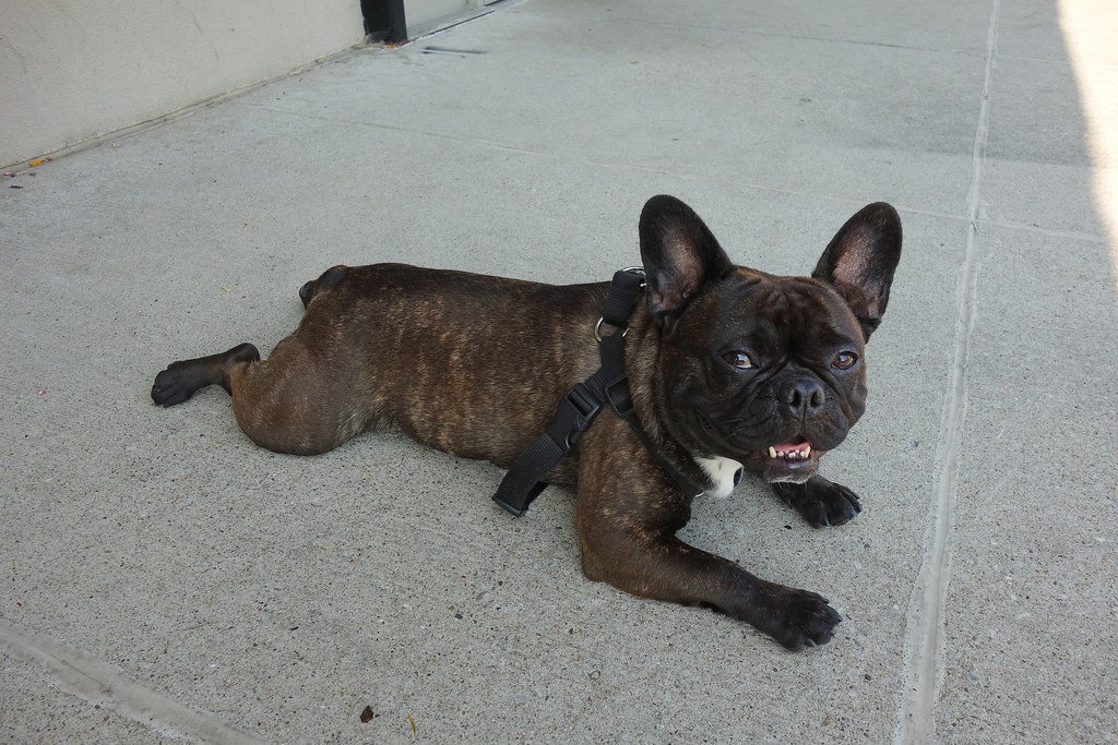 Highly Adaptable to Different Environments (image credits: flickr)