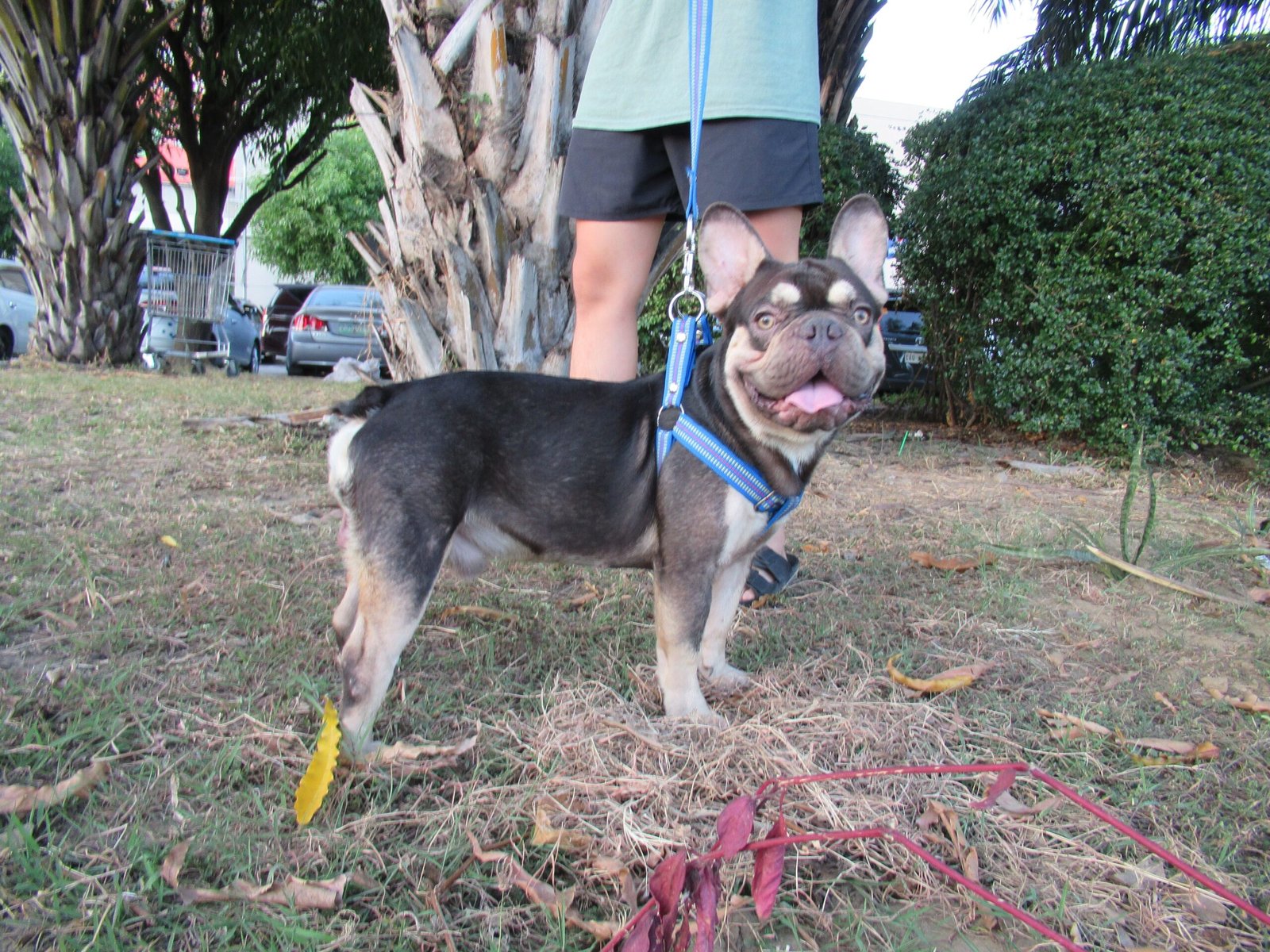 Easy to Train and Eager to Please (image credits: wikimedia)