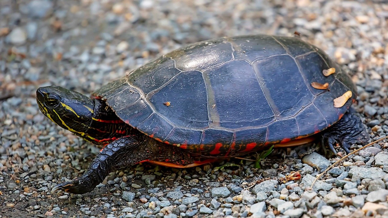 Painted Turtle (image credits: pixabay)