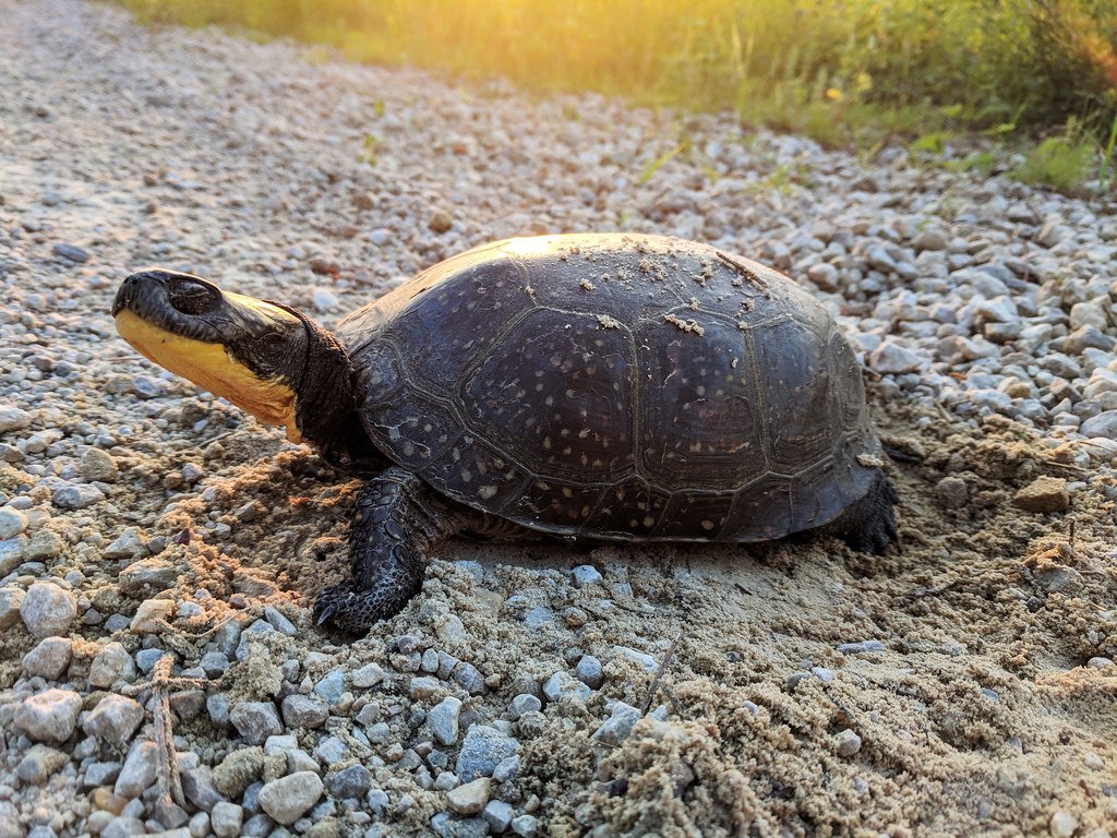 Blanding’s Turtle (image credits: flickr)