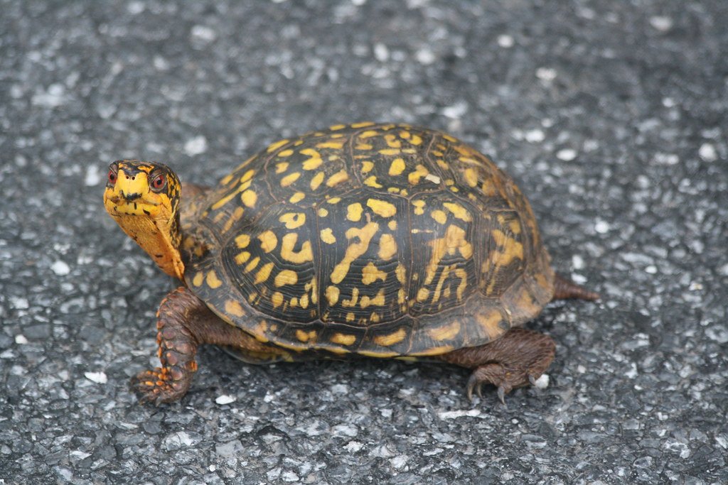 Eastern Box Turtle (image credits: flickr)