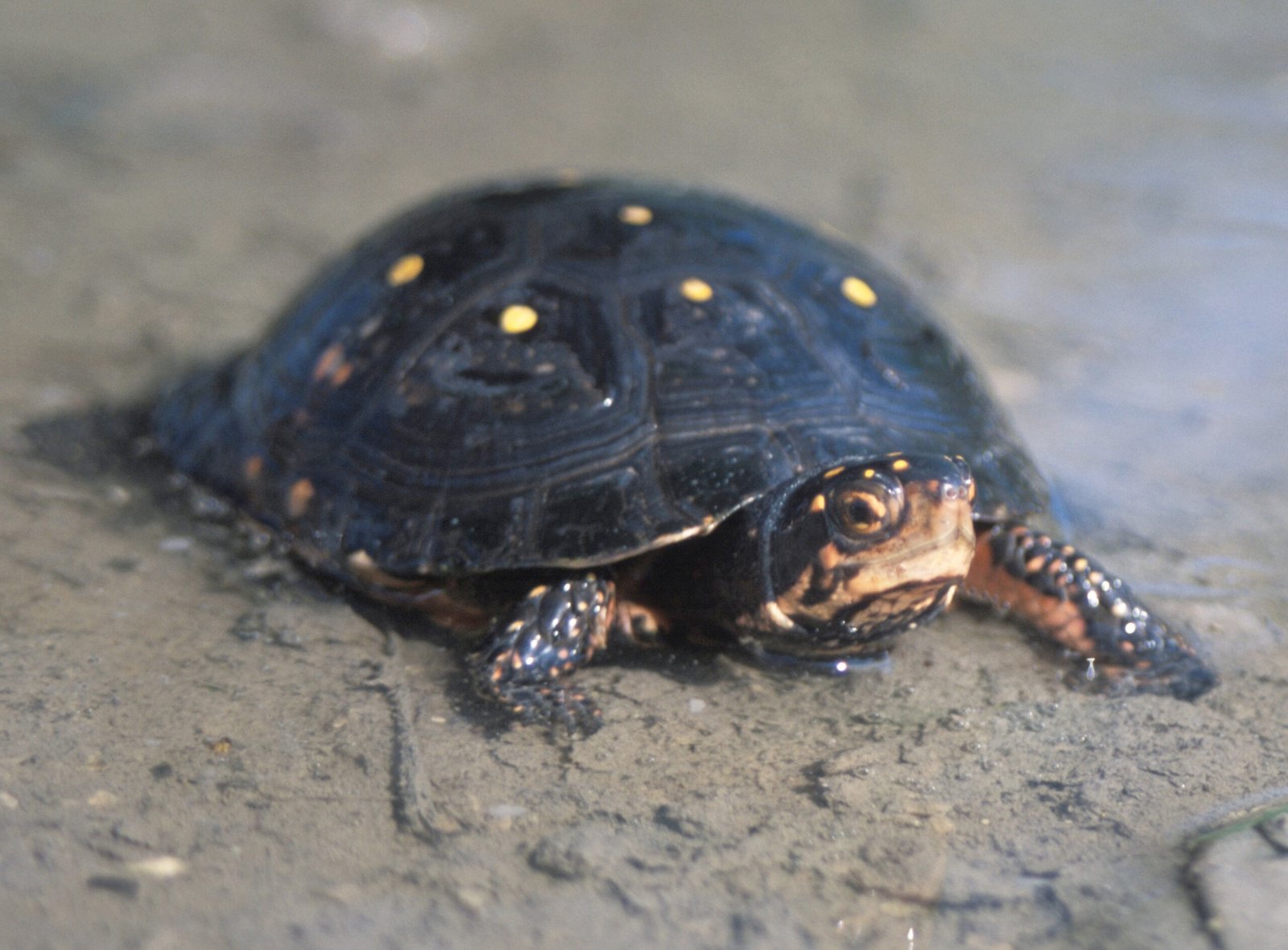 Spotted Turtle (image credits: wikimedia)