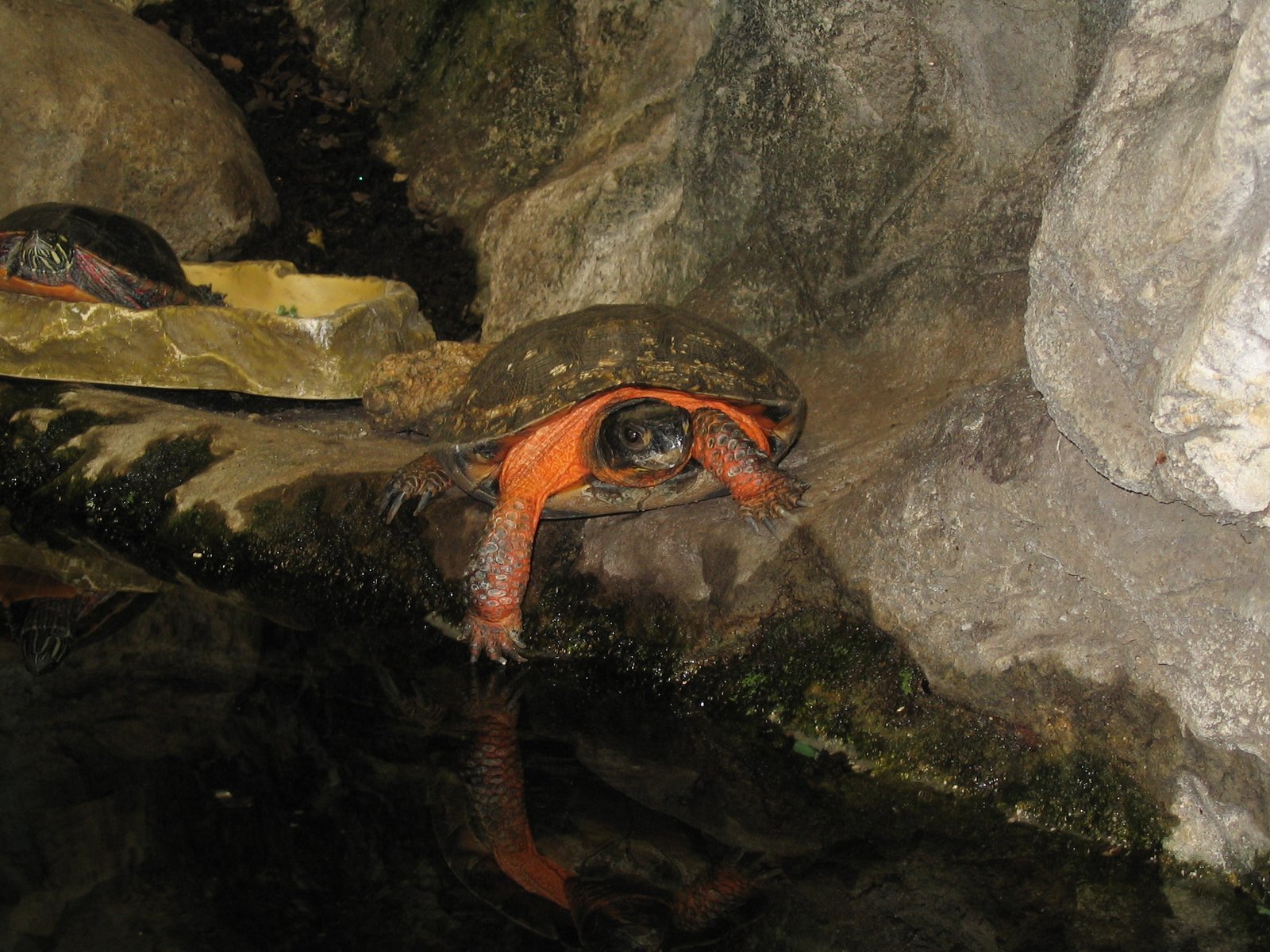 Wood Turtle (image credits: wikimedia)