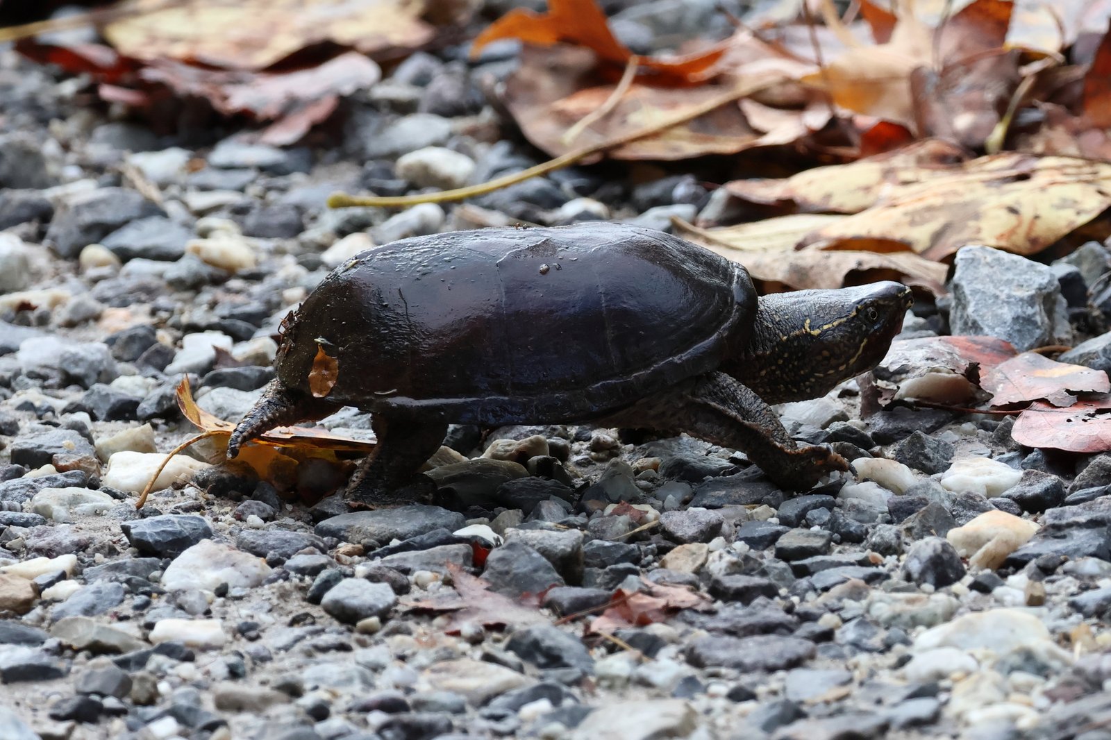 Common Musk Turtle (Stinkpot) (image credits: wikimedia)