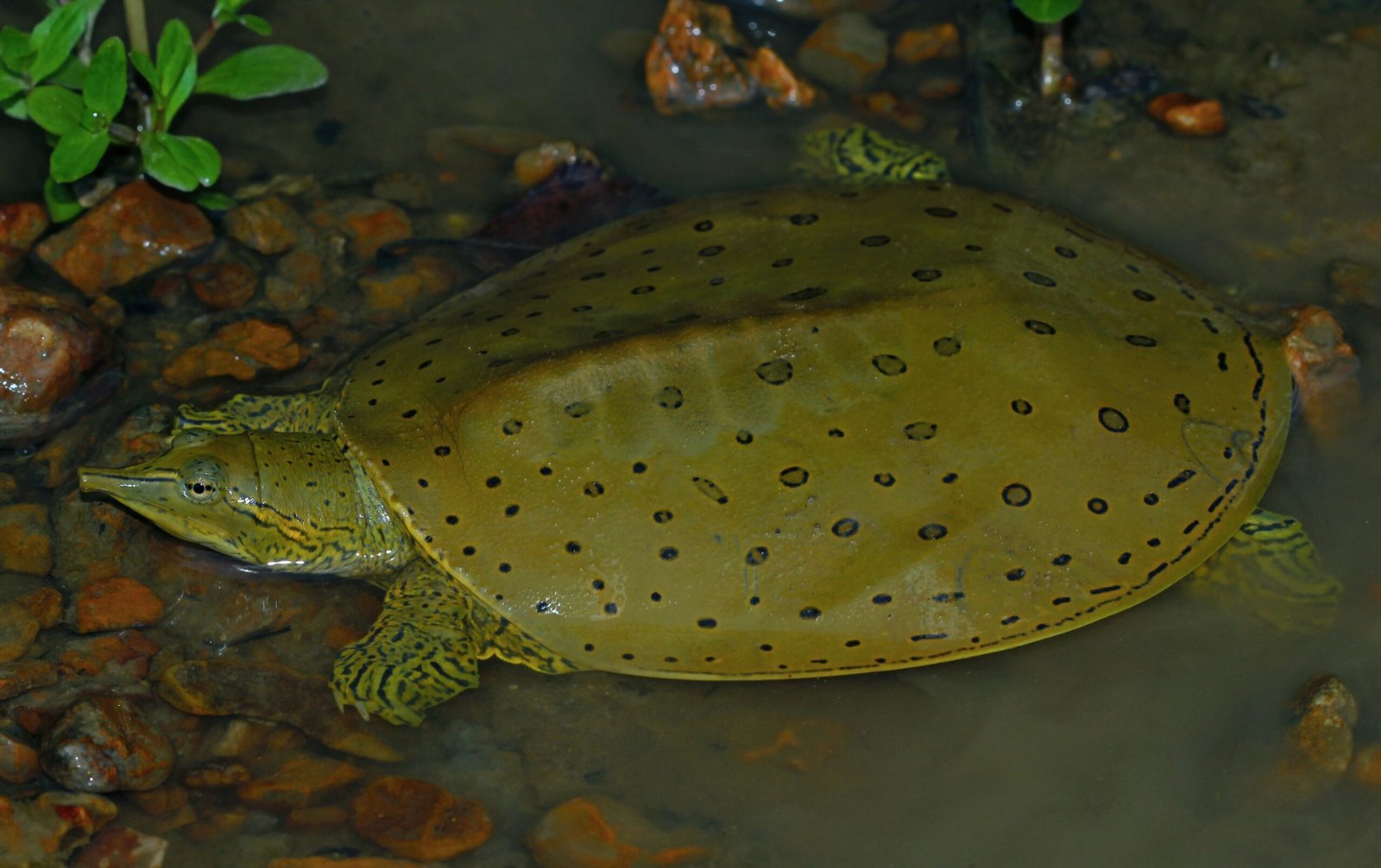 Eastern Spiny Softshell Turtle (image credits: wikimedia)