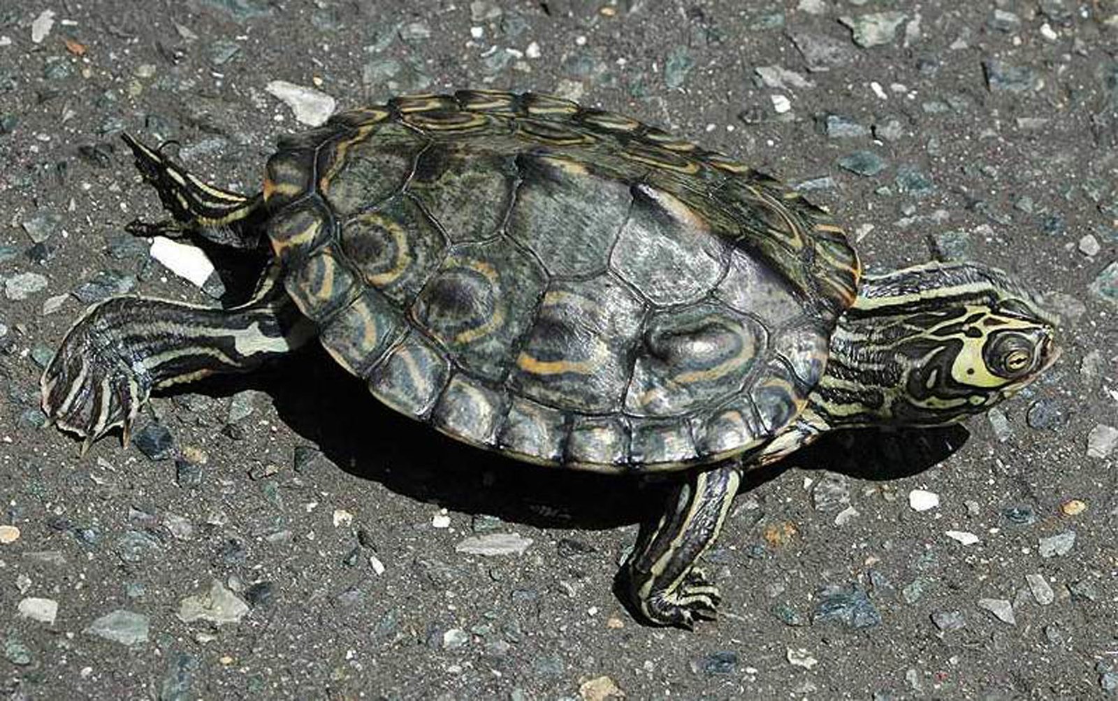 Map Turtle (image credits: wikimedia)