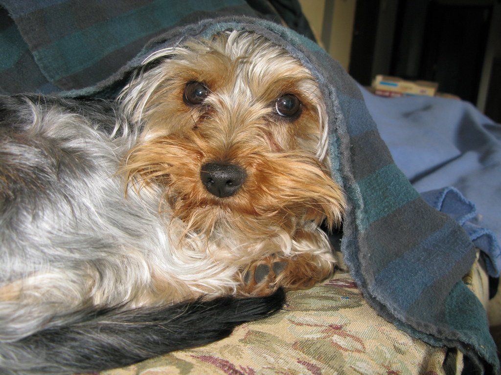 2. Digging at Carpets or Blankets (image credits: flickr)