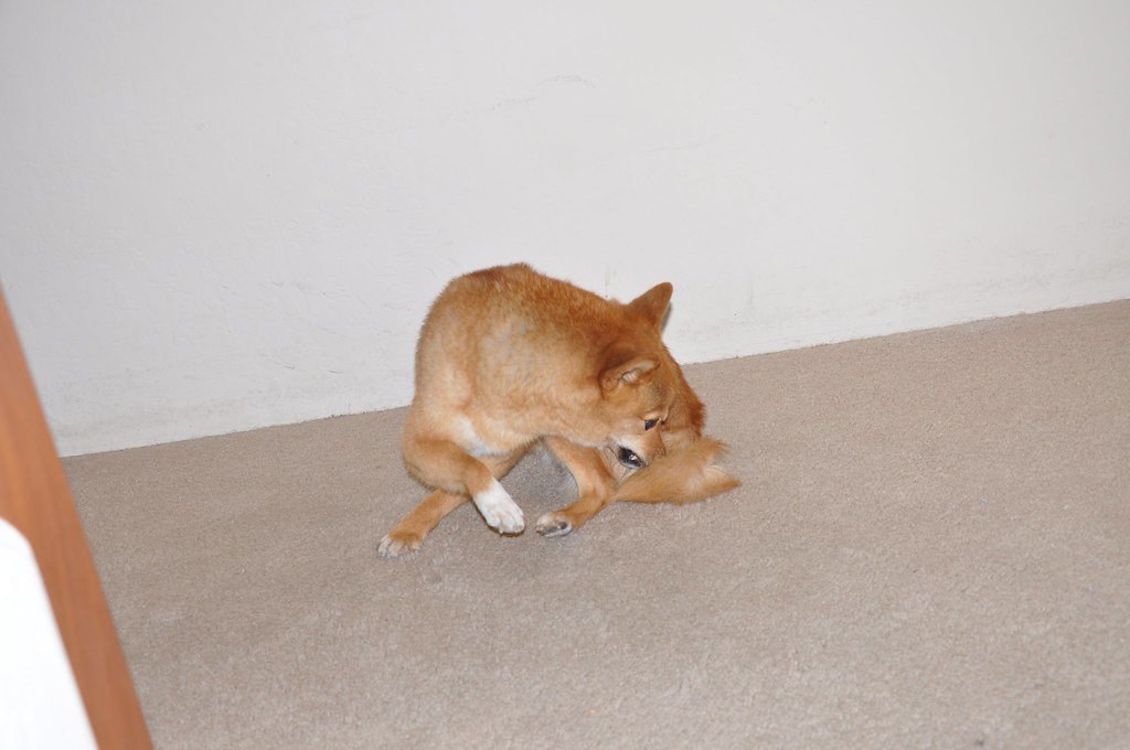 6. Chasing Their Tail (image credits: flickr)