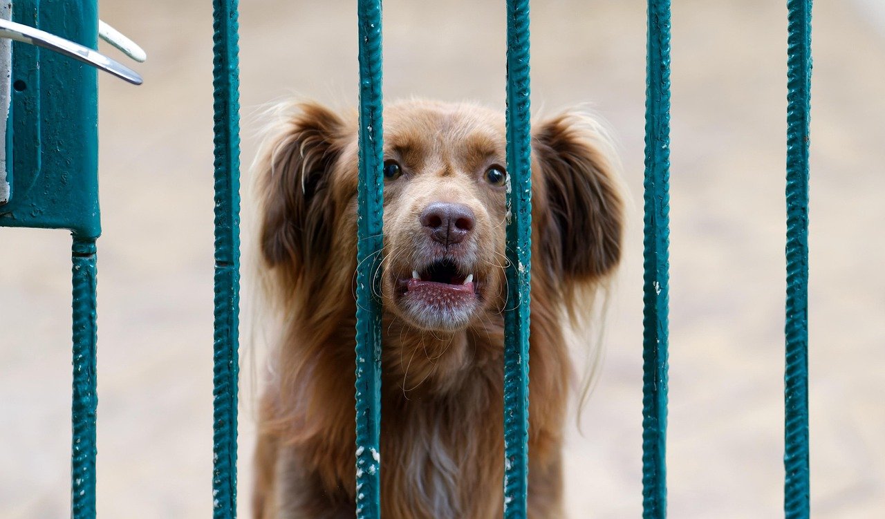 7. Barking at the Mail Carrier (image credits: pixabay)