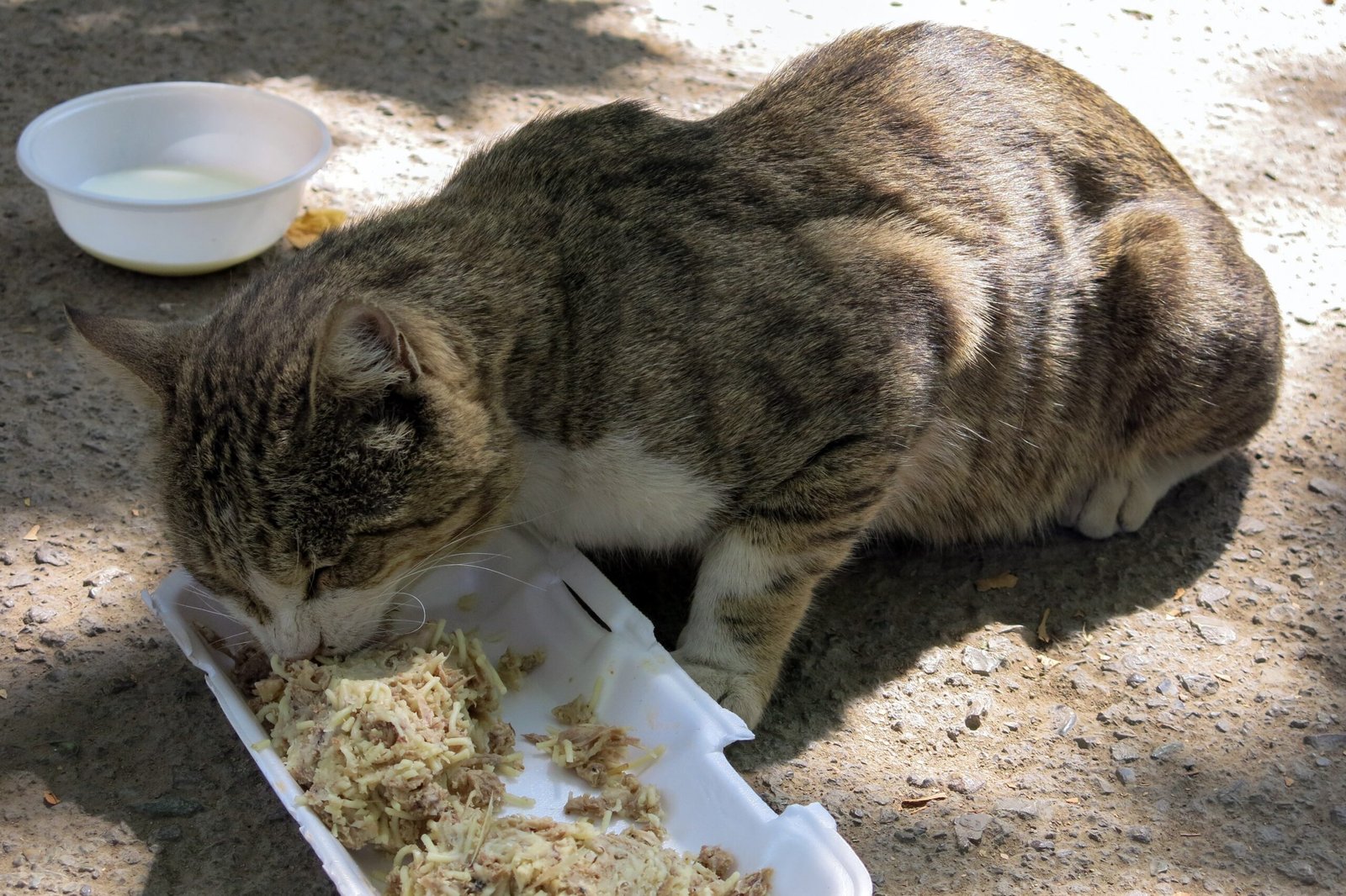 Changes in Diet: How Genes Helped Cats Adapt to Human Food (image credits: wikimedia)