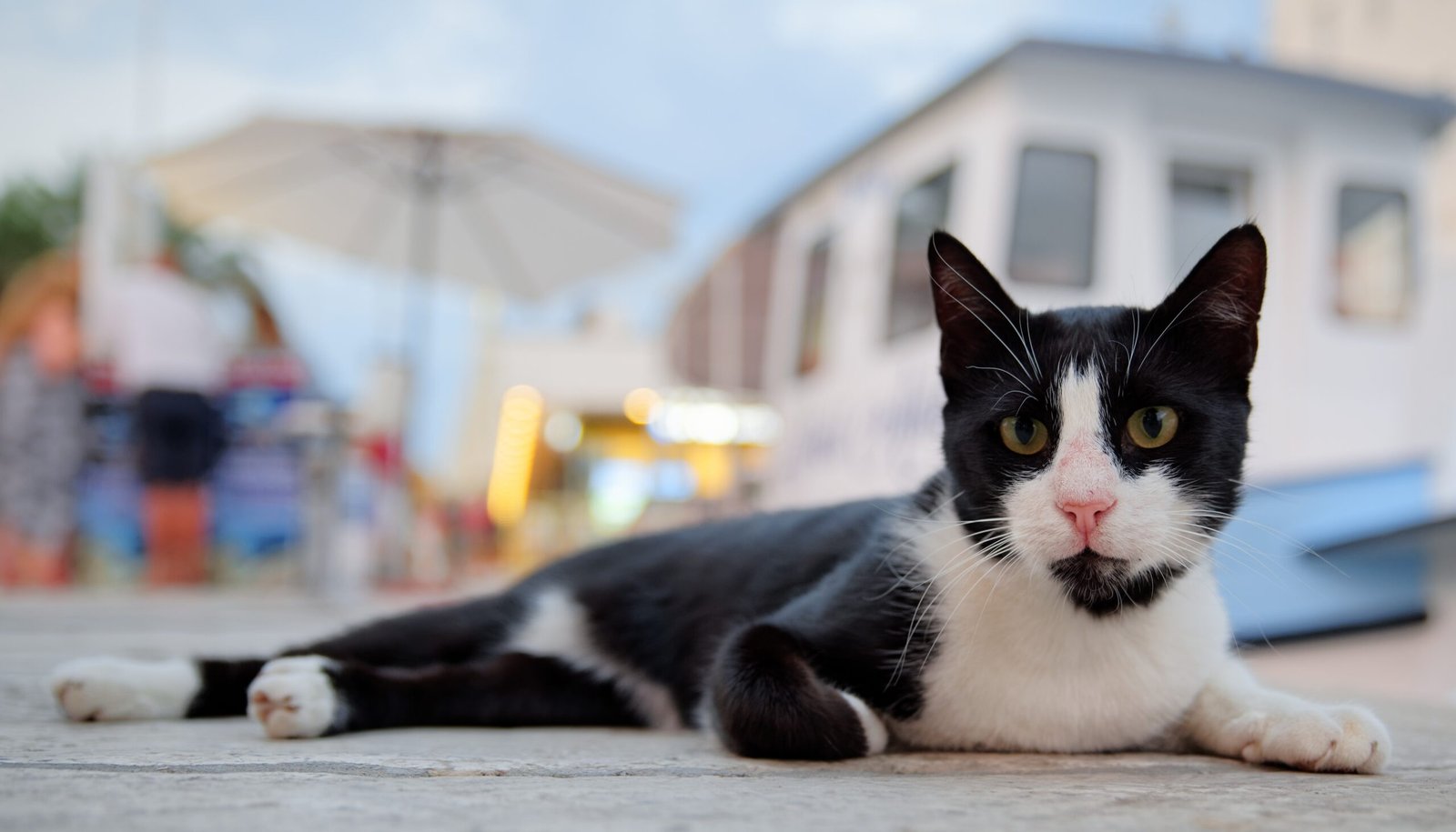 How Domestic Cats Have Genetically Evolved to Live With Humans