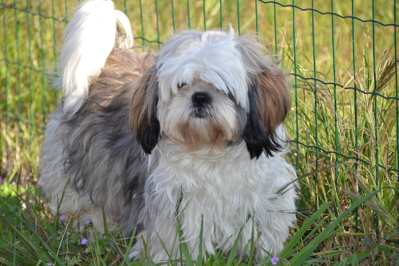 Shih Tzu (image credits: pixabay)