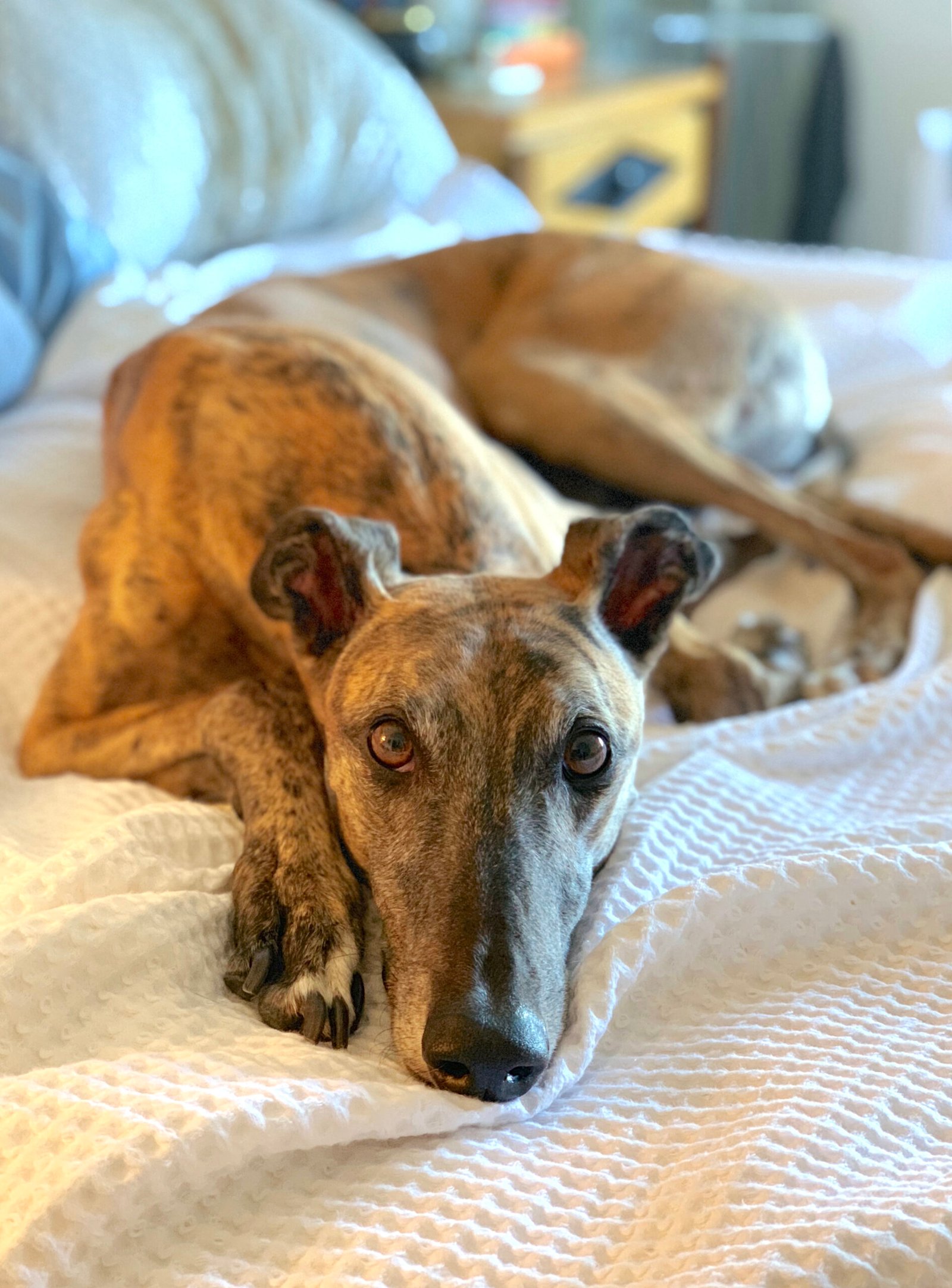 Greyhound (image credits: wikimedia)