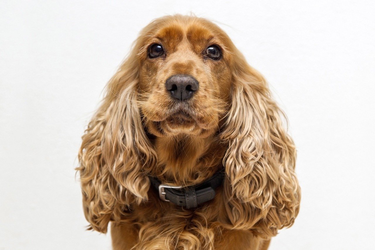 Cocker Spaniel (image credits: pixabay)
