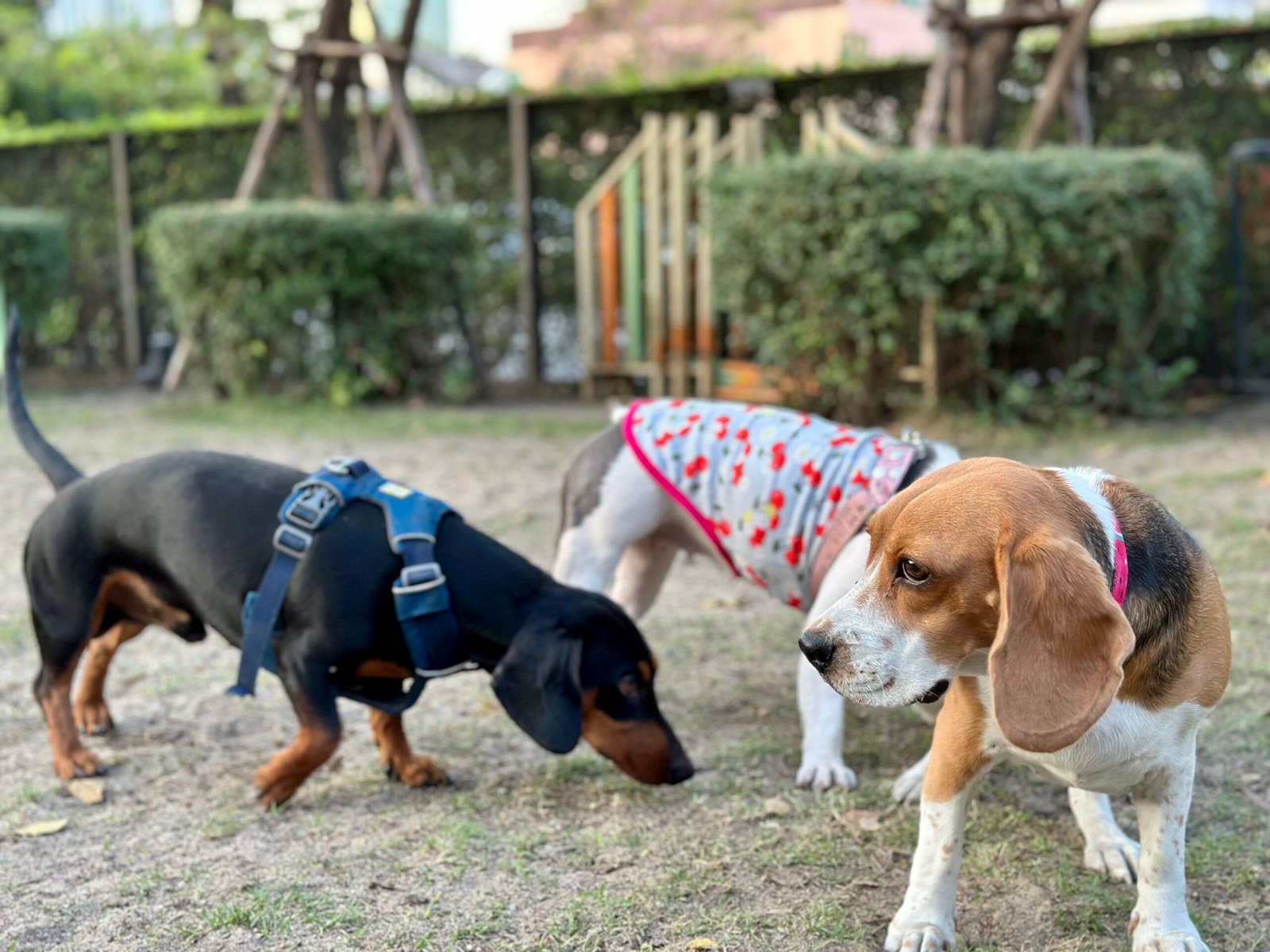 14. Building a Community of Beagle Lovers (image credits: wikimedia)