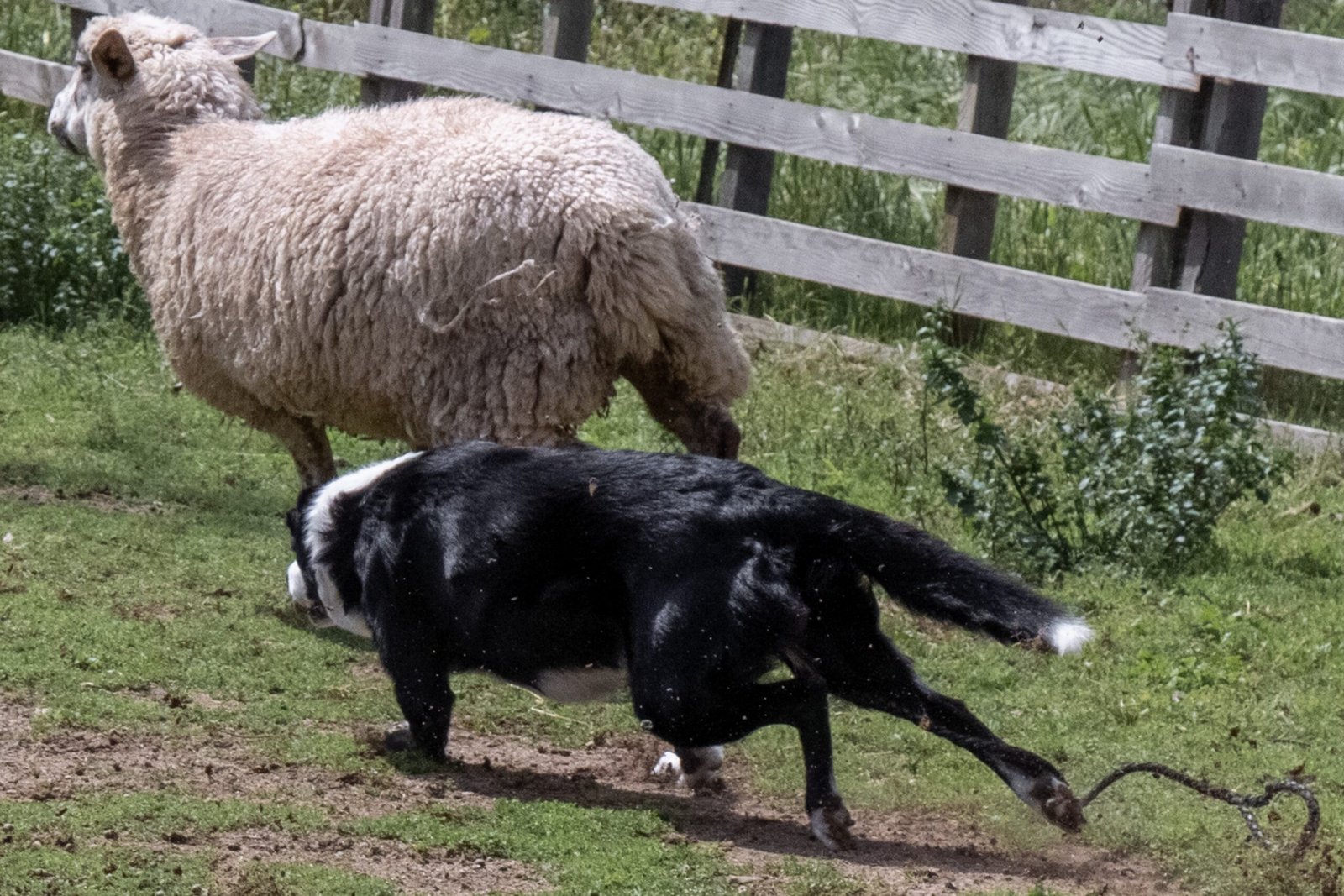 1. Mastering the Art of Herding (image credits: wikimedia)
