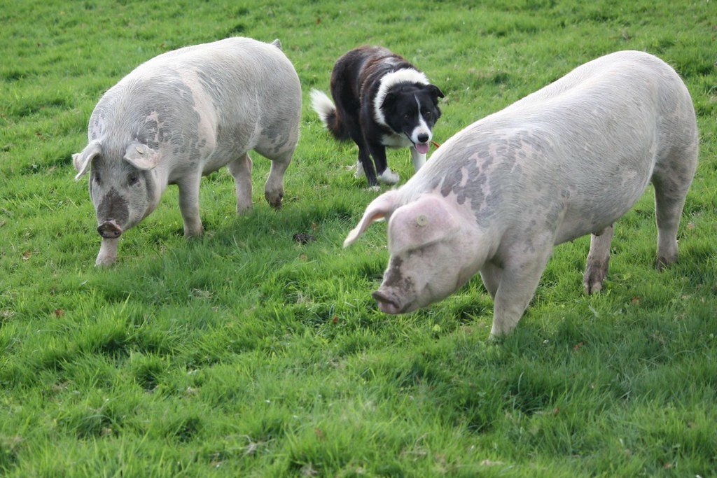 2. Keeping Livestock Safe from Predators (image credits: flickr)