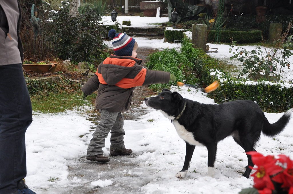 13 Ways Border Collies Are Helping Keep Ranch Life Alive in Montana