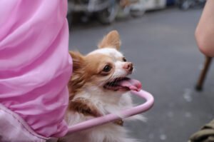 Why I’ll Never Underestimate a Chihuahua Again—And You Shouldn’t Either