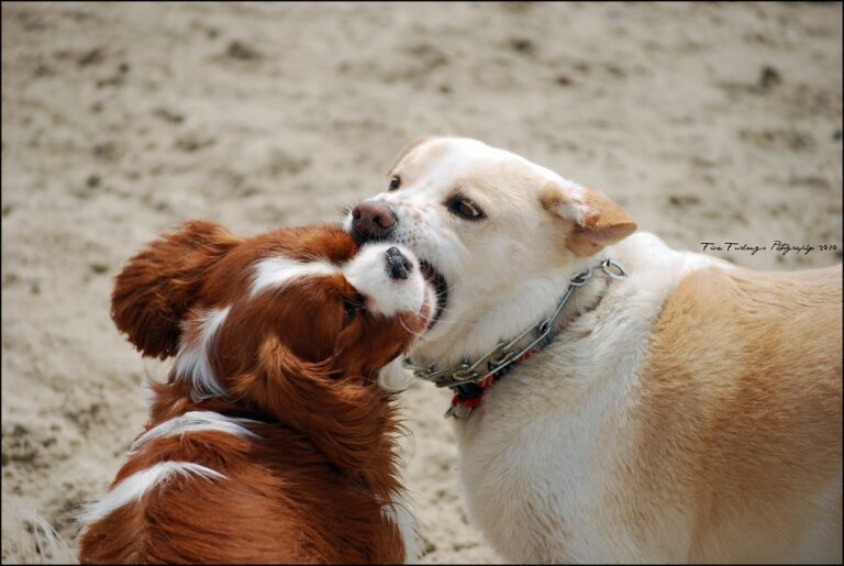 12 Dog Breeds That Thrive With a Canine Buddy