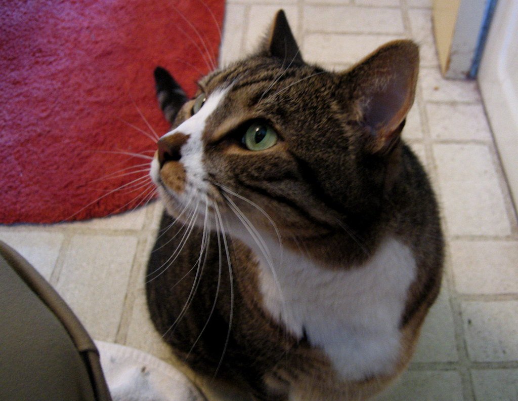 Reacting to Your Daily Routine (image credits: flickr)