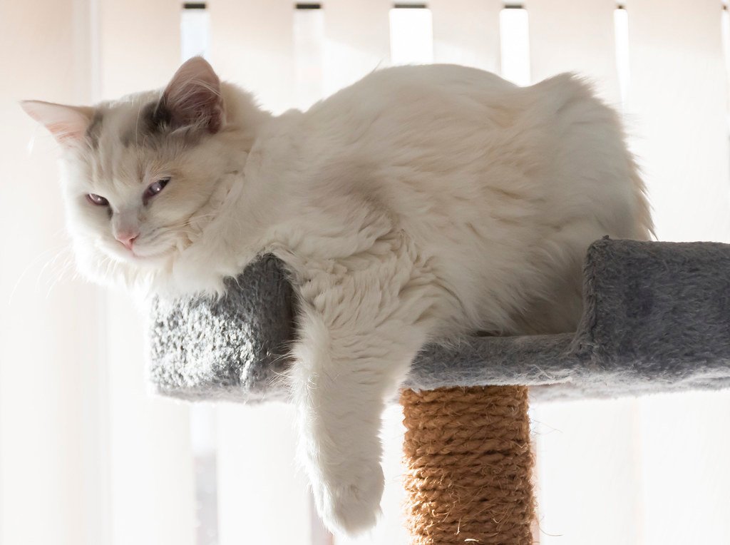 Great for Apartment or Small-Space Living (image credits: flickr)