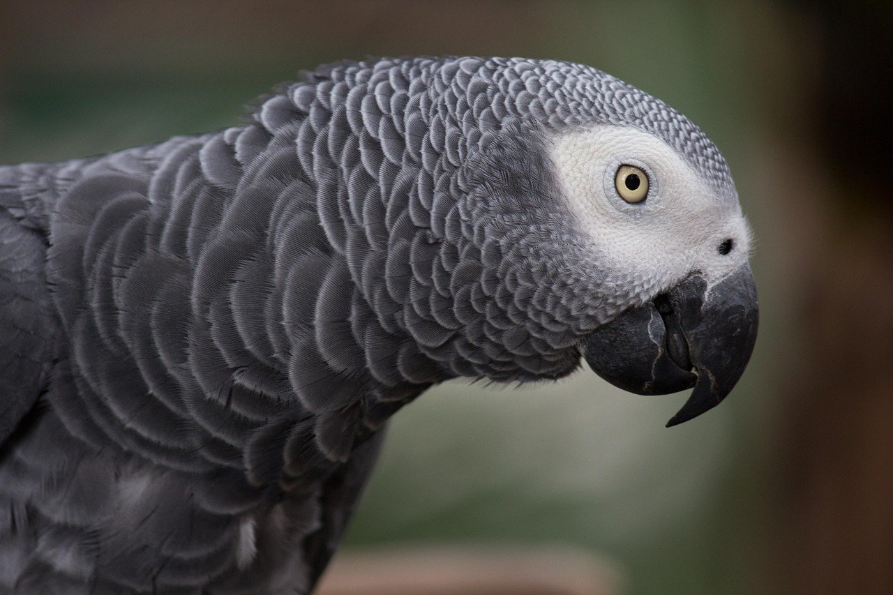 African Grey Parrot: The Empathetic Genius (image credits: pixabay)