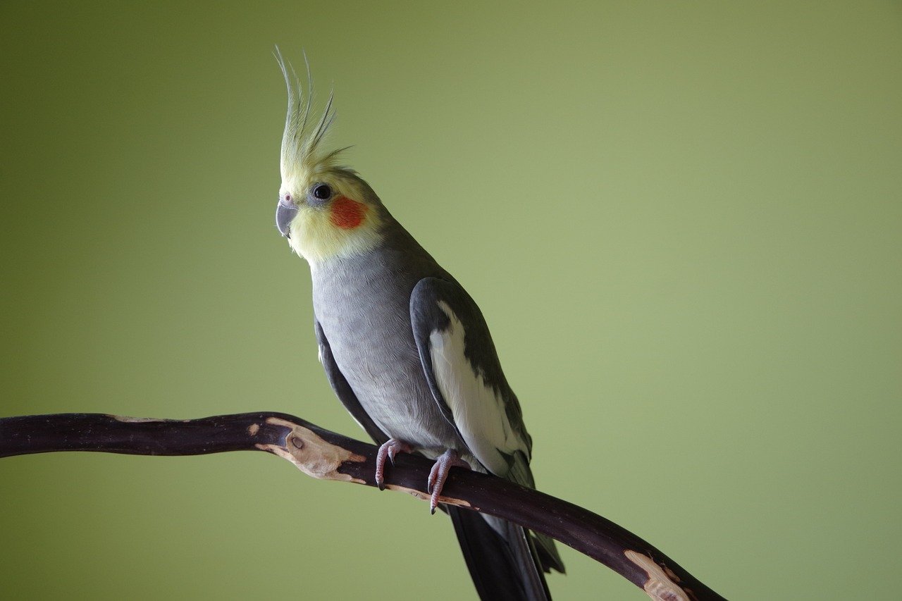 Cockatiel: The Gentle Companion (image credits: pixabay)