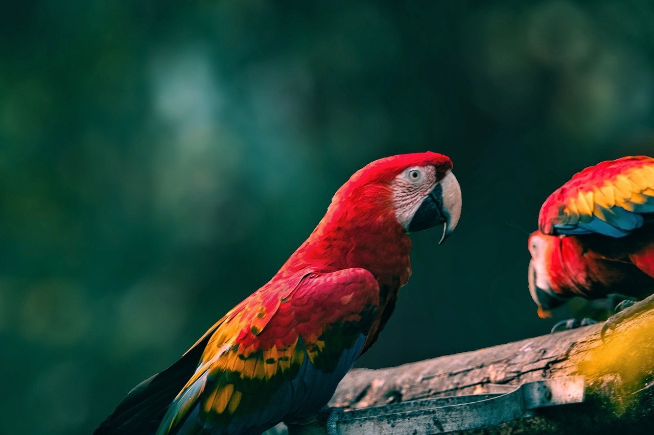 Macaw: The Colorful Soulmate (image credits: pixabay)