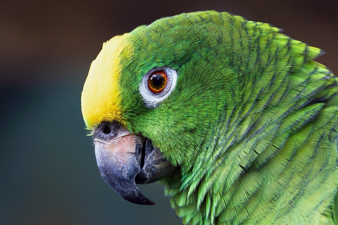 Amazon Parrot: The Social Butterfly (image credits: pixabay)
