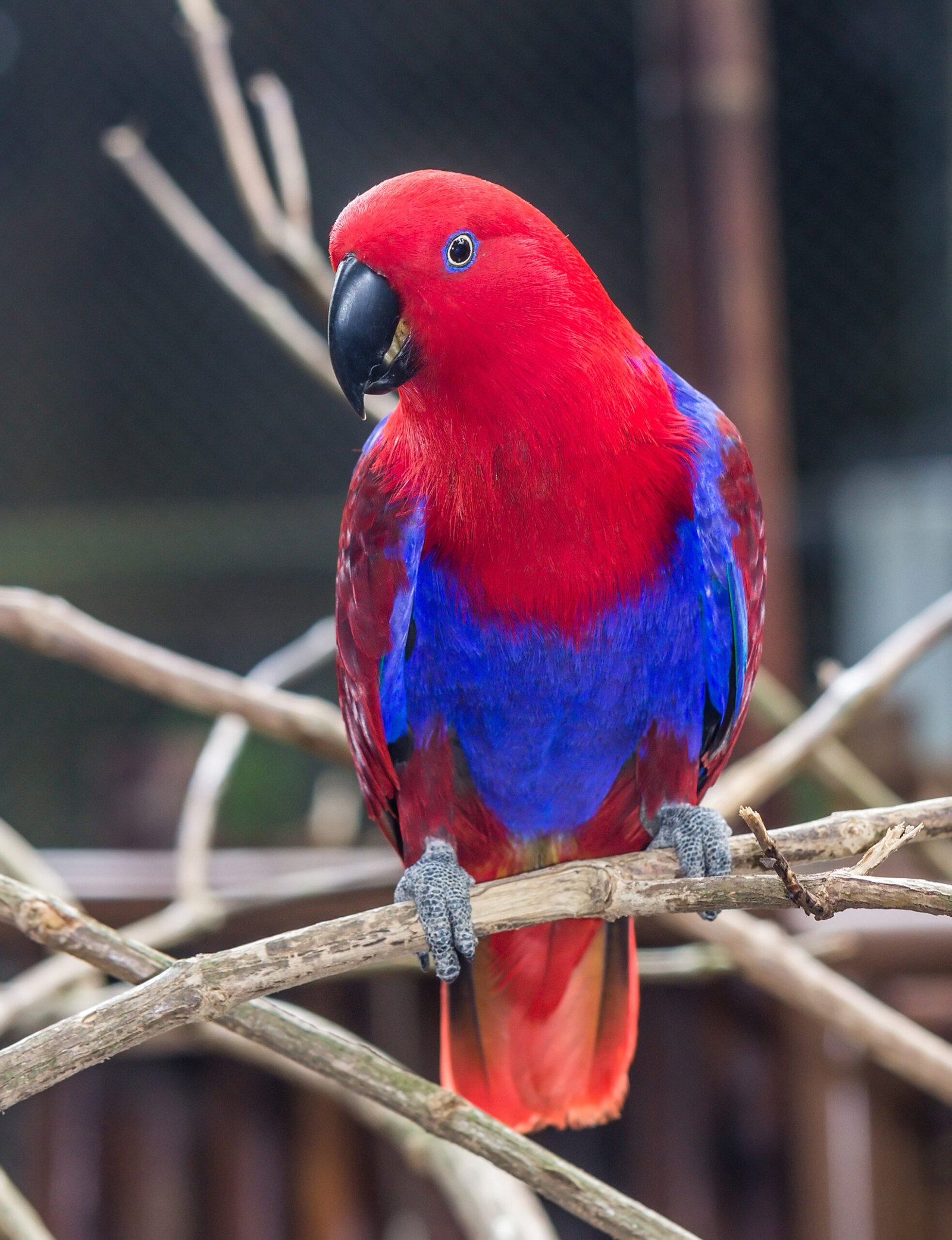 Eclectus Parrot: The Gentle Listener (image credits: wikimedia)