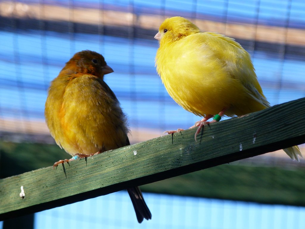 Canary: The Melodious Companion (image credits: flickr)