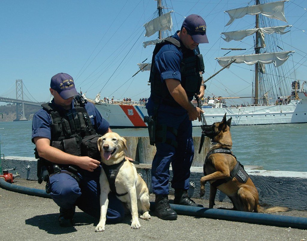 Dogs Look for Leadership and Guidance (image credits: flickr)