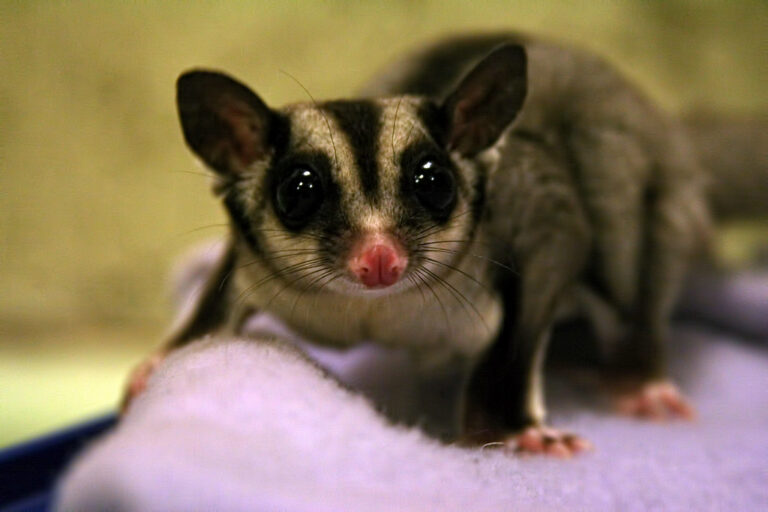 Sugar Gliders: Social, Playful, and Nighttime Adventurers