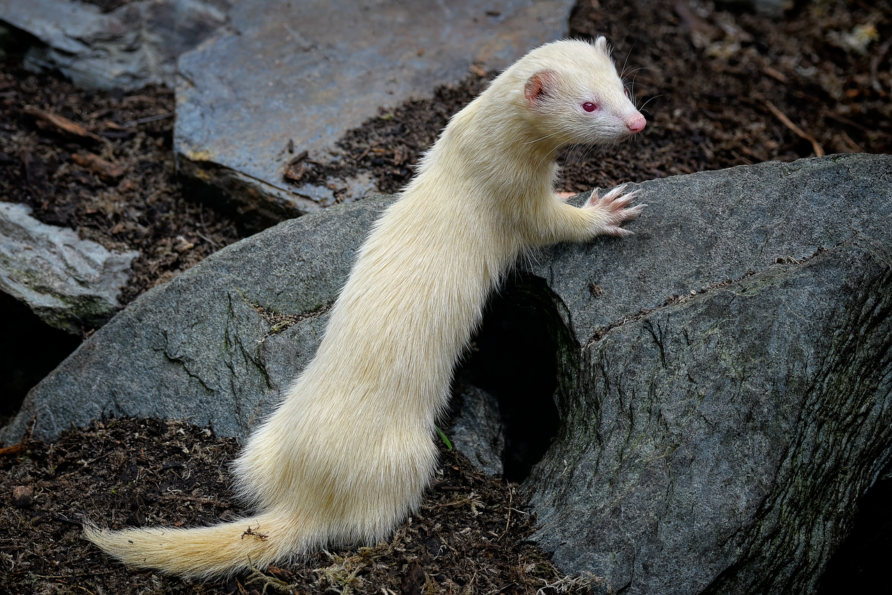 Ferrets: Mischievous, Lively, and Endlessly Entertaining (image credits: pixabay)
