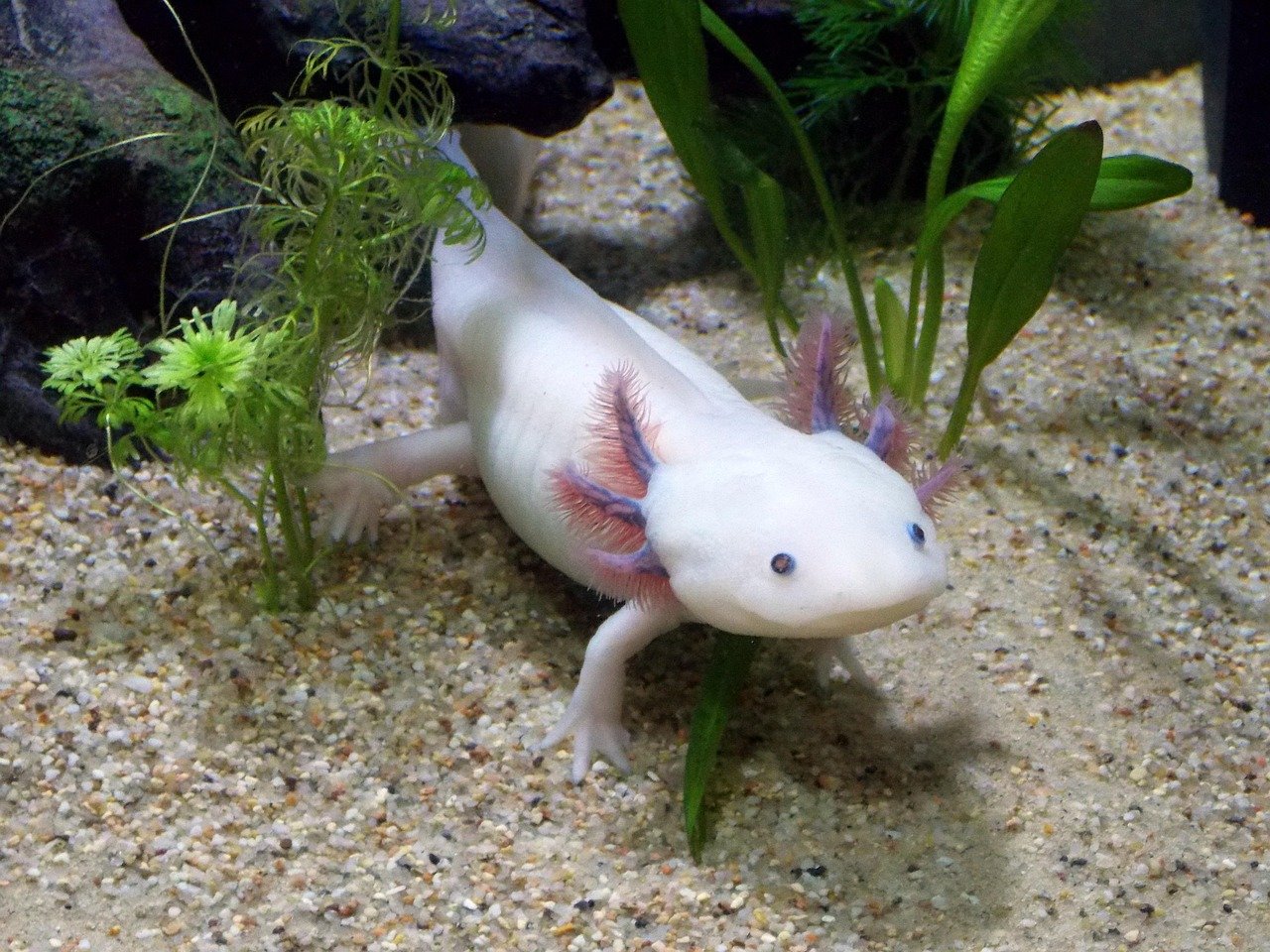 Axolotls: The Smiling Water Dwellers (image credits: pixabay)