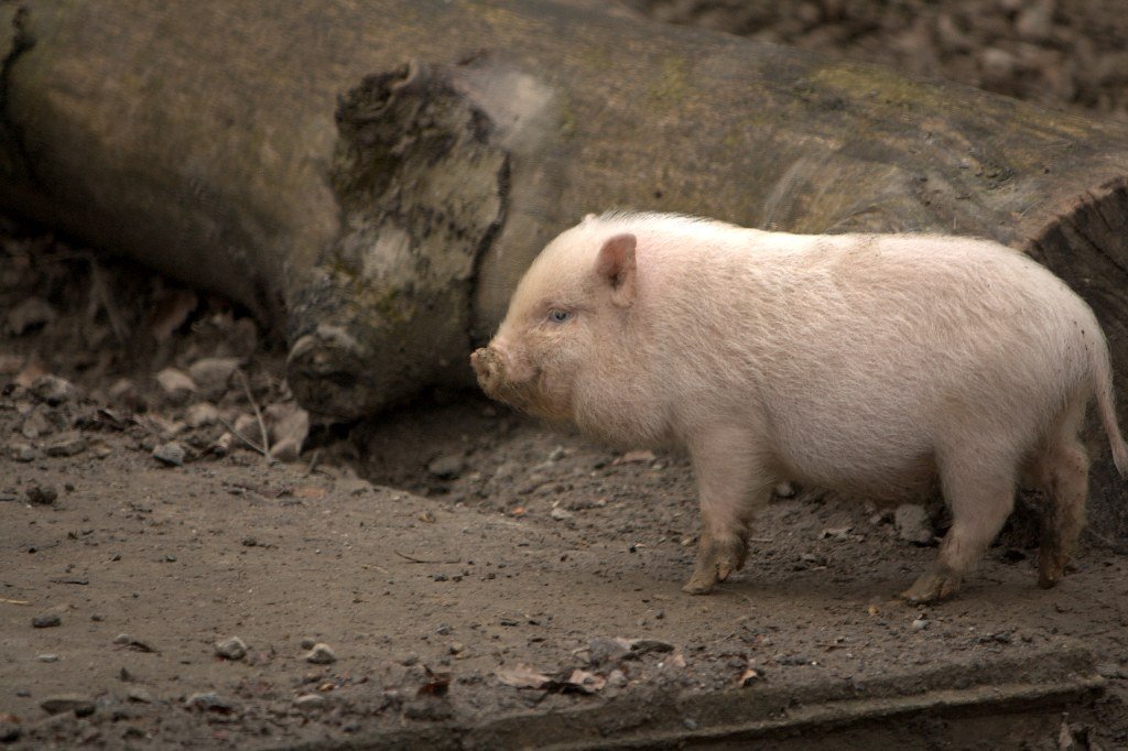 Miniature Pigs: Intelligent, Affectionate, and Full of Surprises (image credits: flickr)