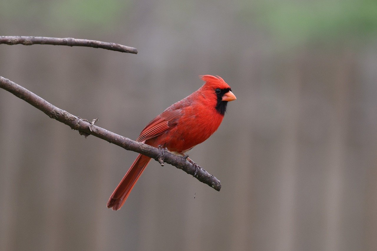 Northern Cardinal: The Red Jewel of the Backyard (image credits: pixabay)