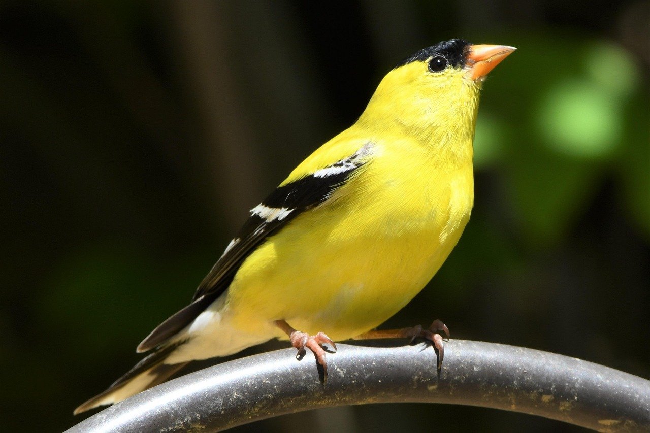 American Goldfinch: The Flying Sunbeam (image credits: pixabay)