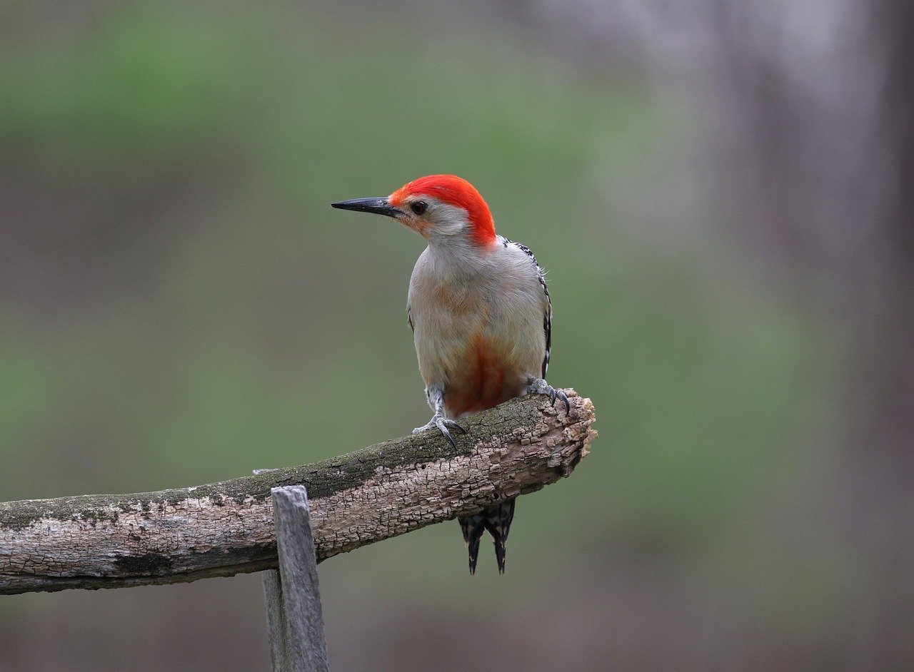 Red-bellied Woodpecker: The Bold Explorer (image credits: pixabay)