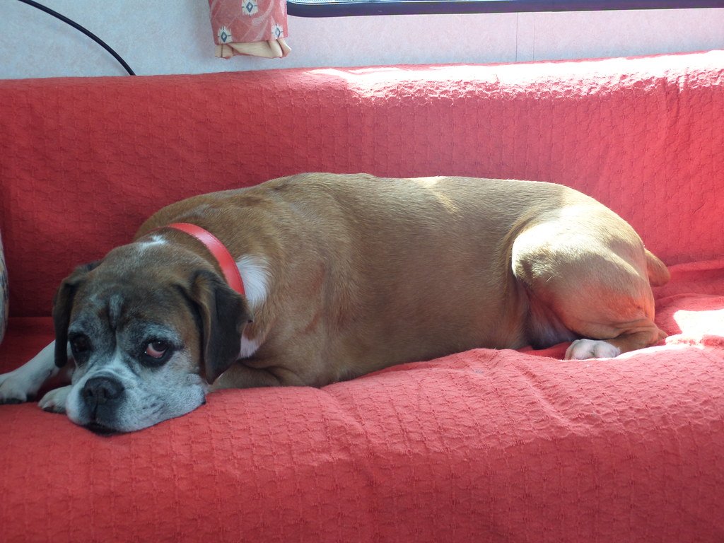Myth 5: Senior Dogs Are Not Active or Playful (image credits: flickr)