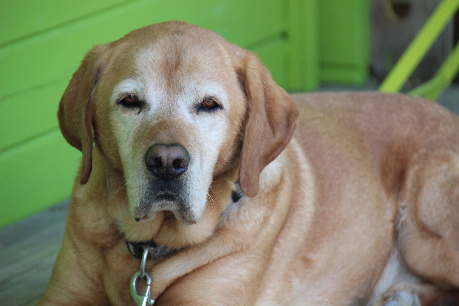 Myth 6: Senior Dogs Come With a Lot of Behavioral Problems (image credits: wikimedia)