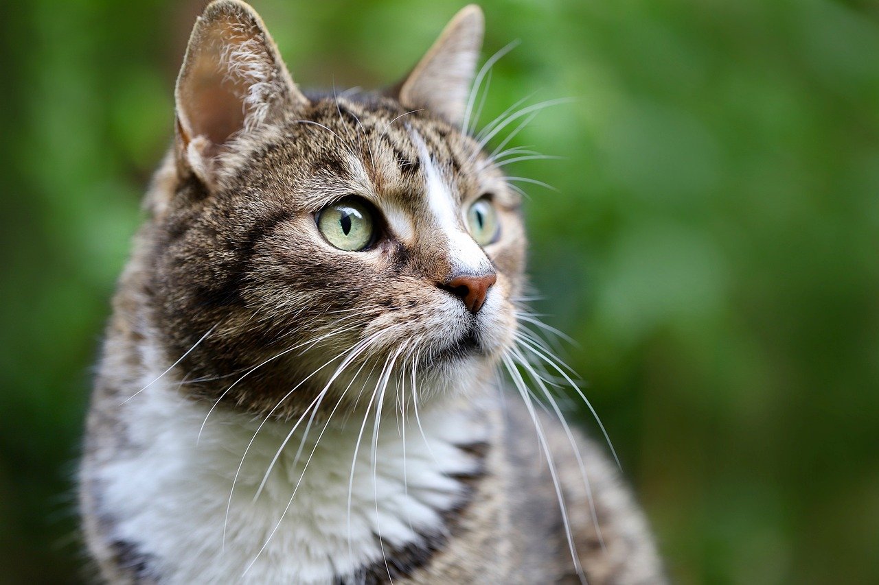 Understanding What Makes a Cat “Independent” (image credits: pixabay)