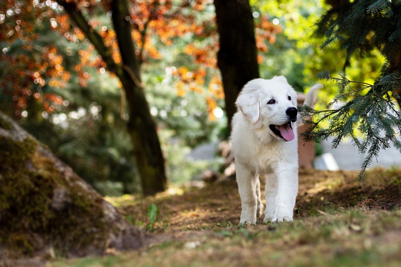 Potty Problems: Limited Green Spaces (image credits: pixabay)