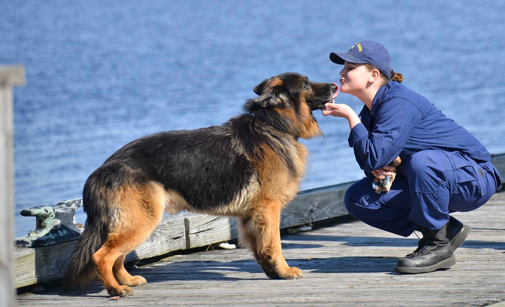 German Shepherd: The Classic Protector (image credits: flickr)